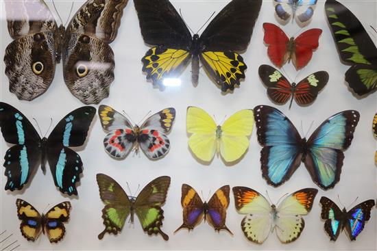 A collection of various exotic butterflies housed in three glazed wooden cases, largest case is 25.25 x 19.25in.